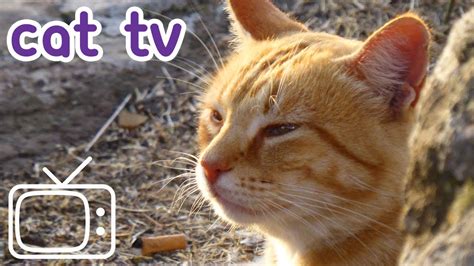 cat tv cats|best cat tv for cats.